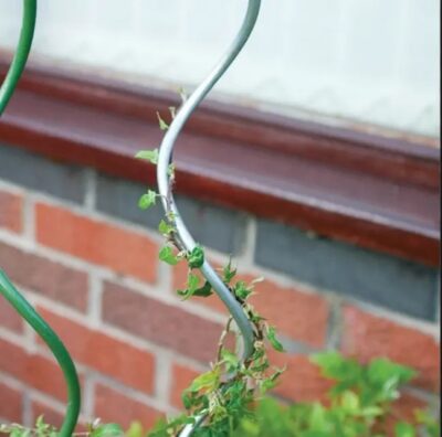 Galvanized Steel Tomato Support Cage Spiral Stakes - Image 3