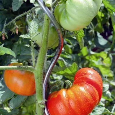 Galvanized Steel Tomato Support Cage Spiral Stakes - Image 2