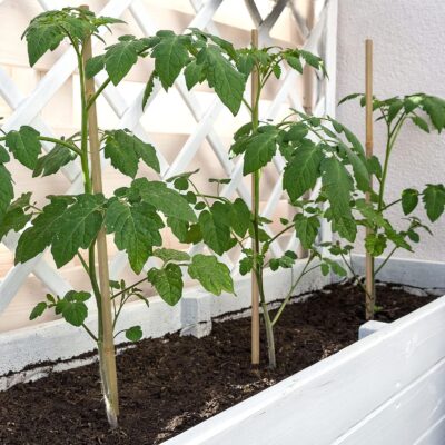 Bamboo Plant Support Stakes - Image 3