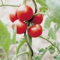 Galvanized Steel Tomato Support Cage Spiral Stakes