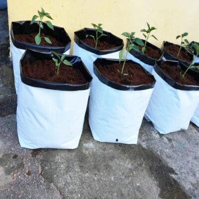 Plastic Grow Bag for Seed and Plants - Image 5