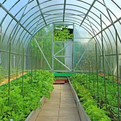 Greenhouse Plastic UV Film - Image 3