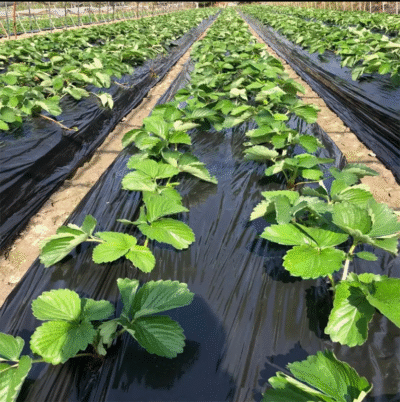 Mulch Films - Image 2